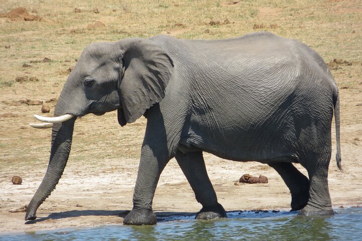 Chobe Full Day Safari Extended — Victoria Falls, Zimbabwe