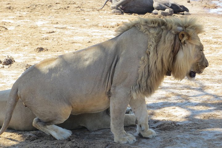 Hwange 2 Nights Bush Camping and Safaris — Victoria Falls, Zimbabwe