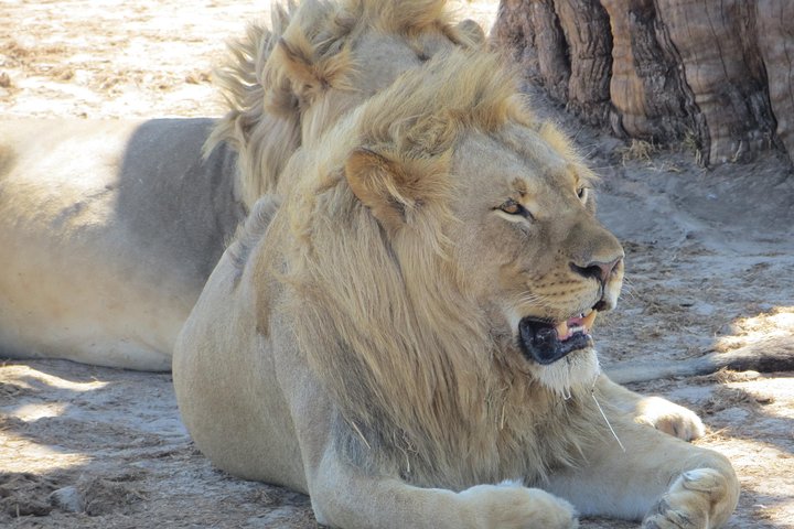 Hwange National Park & Victoria Falls 5 days Combo — Victoria Falls, Zimbabwe