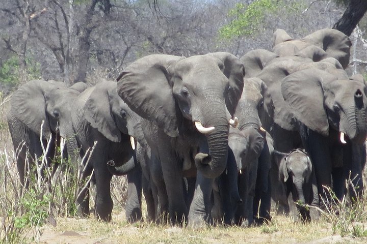 Hwange Overnight Safari Camping — Victoria Falls, Zimbabwe